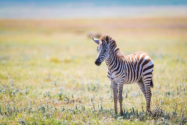 Magie der Savanne - Zwischen Baobabs und Kilimandscharo (5 Nächte) - Zebrafohlen im Ngorongoro Schutzgebiet