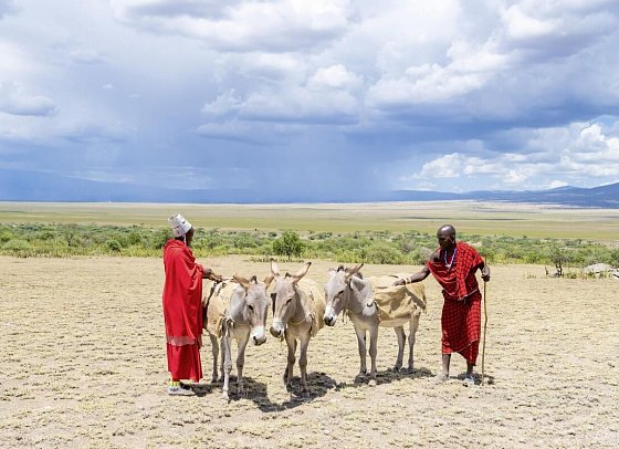Magie der Savanne - Zwischen Baobabs und Kilimandscharo (5 Nächte) - Massai mit Esel nahe Olduvai Ndogo Camp