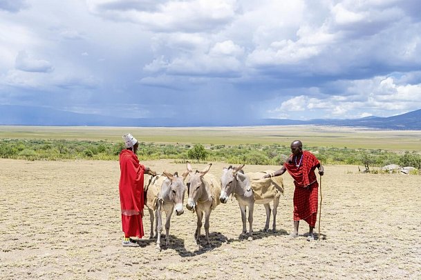 Magie der Savanne - Zwischen Baobabs und Kilimandscharo (5 Nächte) - Massai mit Esel nahe Olduvai Ndogo Camp