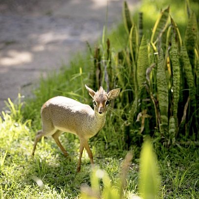 Magie der Savanne - Zwischen Baobabs und Kilimandscharo (5 Nächte) - Dik Dik in der Arumeru River Lodge