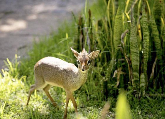 Magie der Savanne - Zwischen Baobabs und Kilimandscharo (5 Nächte) - Dik Dik in der Arumeru River Lodge