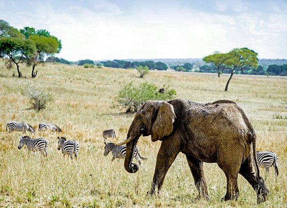 Magie der Savanne - Zwischen Baobabs und Kilimandscharo (5 Nächte) - Tarangire Nationalpark