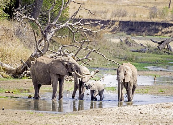 Magie der Savanne - Zwischen Baobabs und Kilimandscharo (5 Nächte) - Elefanten im Tarangire Nationalpark