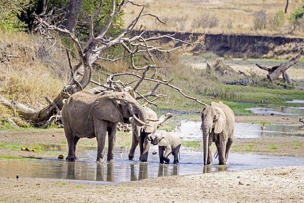 Magie der Savanne - Zwischen Baobabs und Kilimandscharo (5 Nächte) - Elefanten im Tarangire Nationalpark