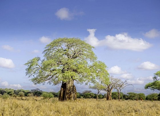 Magie der Savanne - Zwischen Baobabs und Kilimandscharo (5 Nächte) - Baobab im Tarangire Nationalpark