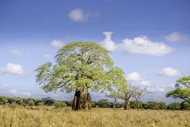 Magie der Savanne - Zwischen Baobabs und Kilimandscharo (5 Nächte) - Baobab im Tarangire Nationalpark