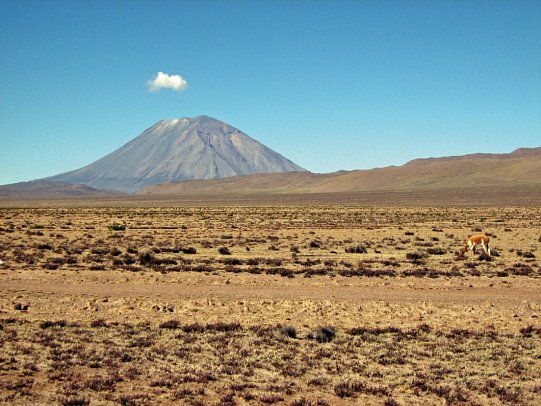 Große Südamerika Rundreise - Reserva Nacional Pampa Cañahuas