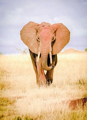 Die große Kenia Safari