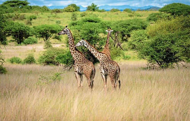 Die große Kenia Safari - Masai Mara