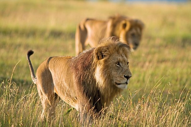 Die große Kenia Safari - Löwen in der Masai Mara