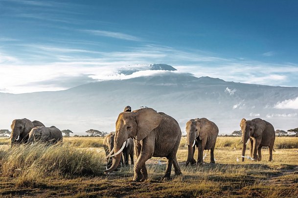 Die große Kenia Safari