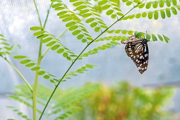 Serena Beach Resort & Spa