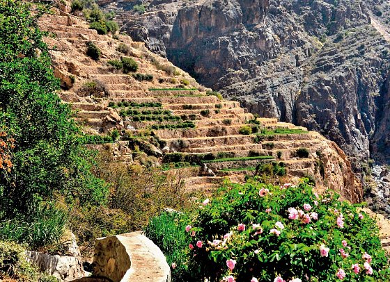 Oman: Von Gebirgen, Wüsten und Oasen - Rosenblüte, Jebel Shams
