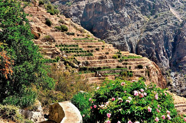 Oman: Von Gebirgen, Wüsten und Oasen - Rosenblüte, Jebel Shams