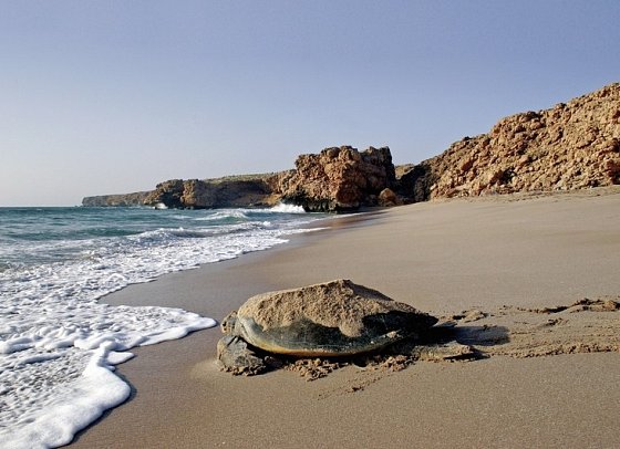 Oman: Von Gebirgen, Wüsten und Oasen - Ras Al Jinz