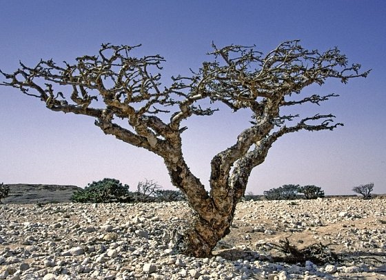 Die Weihrauchstraße - Der Duft des Orients - Dhofar
