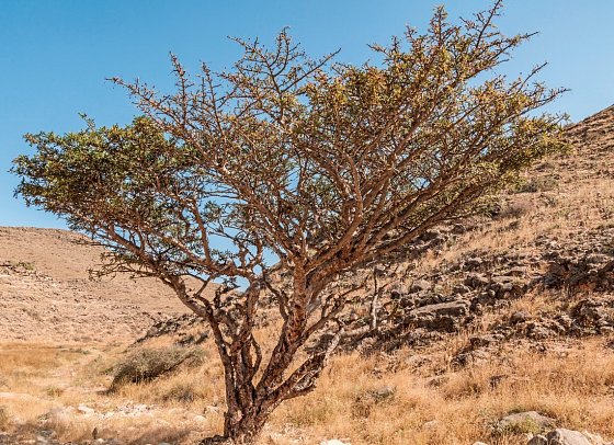 Die Weihrauchstraße - Der Duft des Orients - Weihrauchbaum