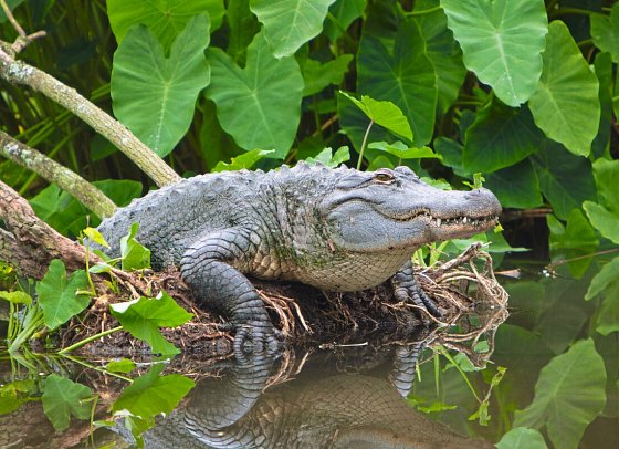 Florida & Bahamas – Vom Sunshine State ins Inselparadies - Alligator in den Everglades