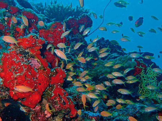 InterContinental Maldives Maamunagau Resort