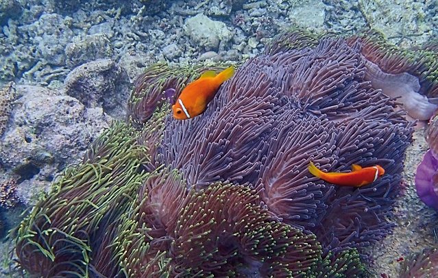 Drift Thelu Veliga Retreat