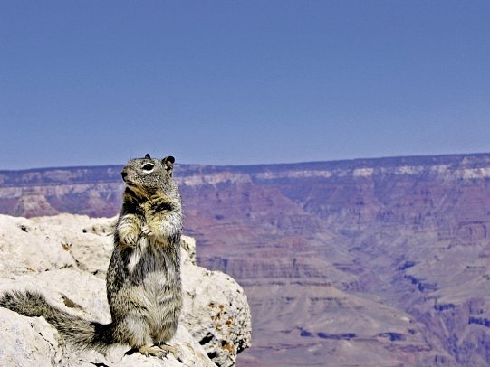 Vom Atlantik zum Pazifik - Grand Canyon Nationalpark