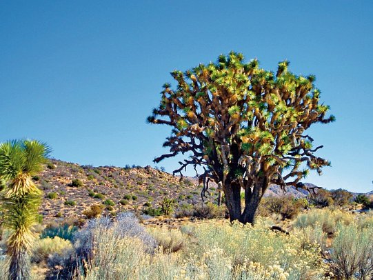 Vom Atlantik zum Pazifik - Joshua Tree Nationalpark