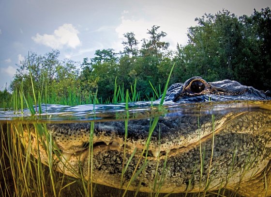 Manhattan Express & Florida Sunshine State inkl. Badeverlängerung (Standard) - Everglades Nationalpark