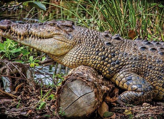 Manhattan Express & Florida Sunshine State inkl. Badeverlängerung (Superior-Variante, Ocean View) - Everglades