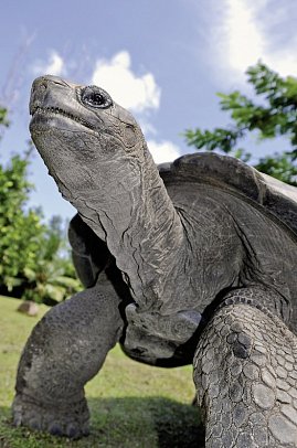 Segeltörn durchs Paradies - S.V. Sea Pearl (8 Tage/7 Nächte, ab/bis Mahé)