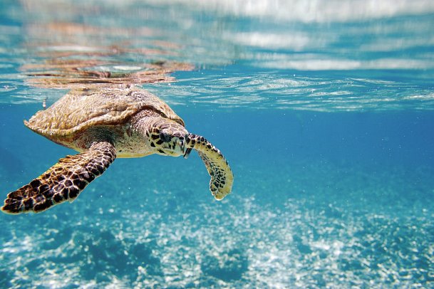 Segeltörn durchs Paradies - S.Y. Sea Star/S.Y. Sea Bird