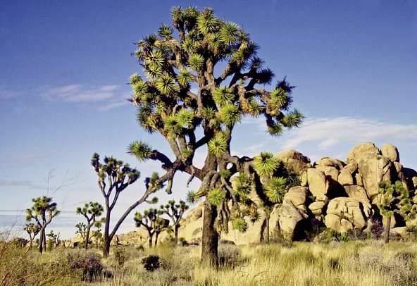 California Beach & Sun - Joshua Tree NP