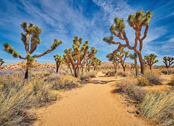California Beach & Sun - Joshua Tree Nationalpark