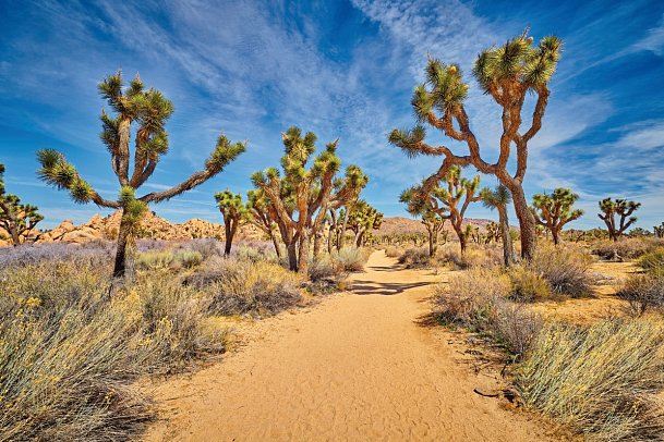 California Beach & Sun - Joshua Tree Nationalpark