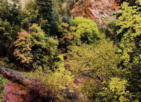 Nationalparks des Westens erwandern (ab San Francisco) - Zion Nationalpark