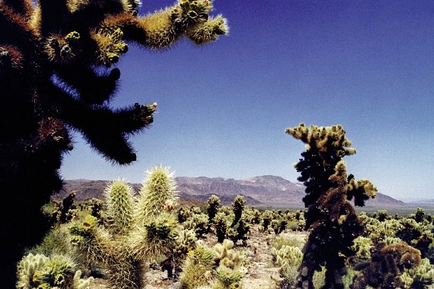 Westküste hautnah - Mojave-Wüste