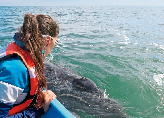 Mietwagenreise Baja California - Lagune Ojo de Liebre