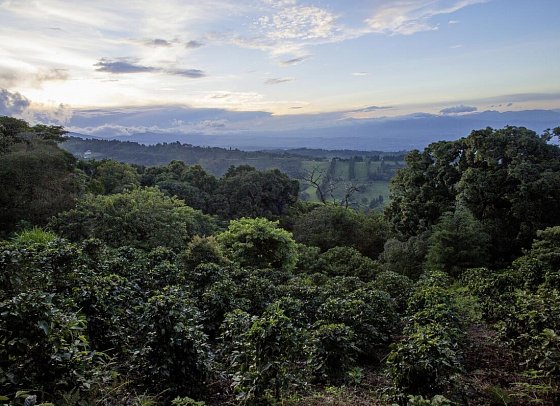 Chayote Lodge