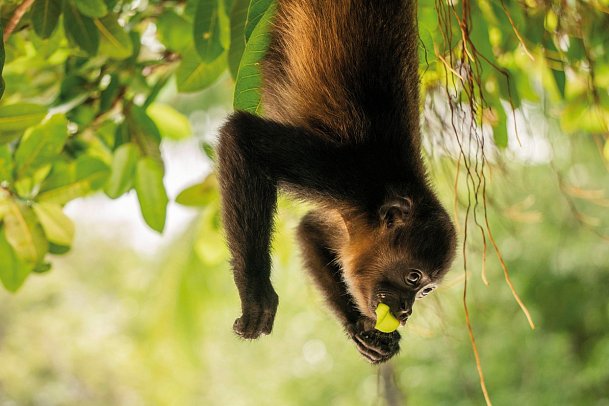 Capitan Suizo Beachfront Boutique Hotel
