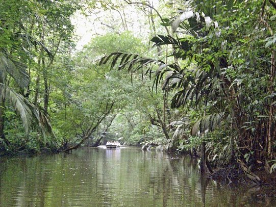 Wildlife Pur von der Karibik zum Pazifik (mit Badeverlängerung) - Kanäle im Tortuguero Nationalpark
