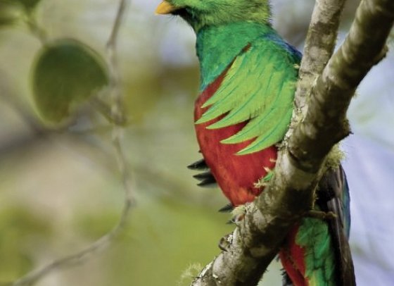 Pura Vida - Costa Rica hautnah mit Badeverlängerung - Quetzal