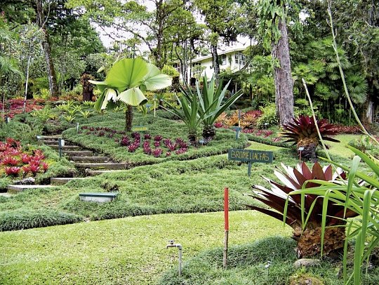 Pura Vida - Costa Rica hautnah - Botanischer Garten Wilson