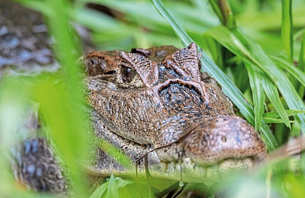 Pura Vida - Costa Rica hautnah
