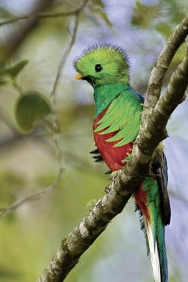 Pura Vida - Costa Rica hautnah - Quetzal