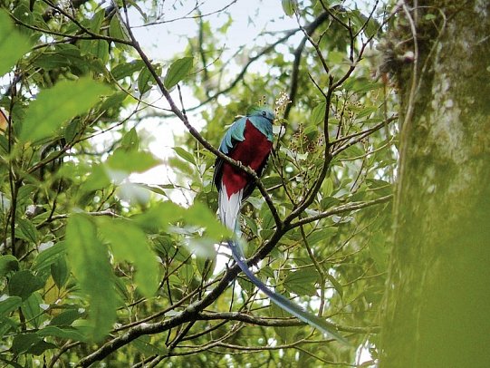 Geheimsvolles Costa Rica: Quetzale & Delfine - Quetzal