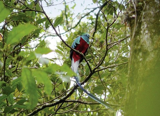 Geheimsvolles Costa Rica: Quetzale & Delfine - Quetzal