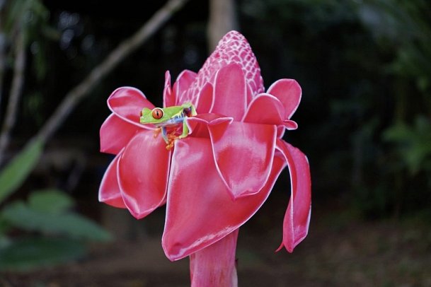 Geheimnisvolles Costa Rica: Vulkane und Regenwald - Rotaugenlaubfrosch