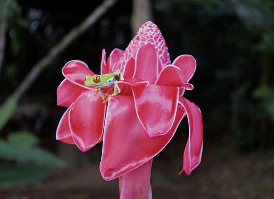 Geheimnisvolles Costa Rica: Vulkane und Regenwald - Rotaugenlaubfrosch