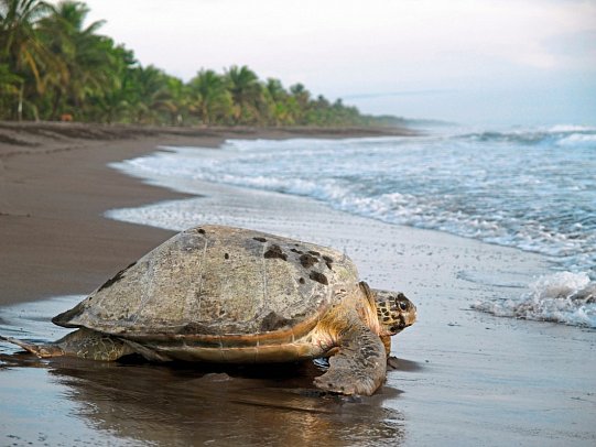 Dschungelerlebnis Tortuguero