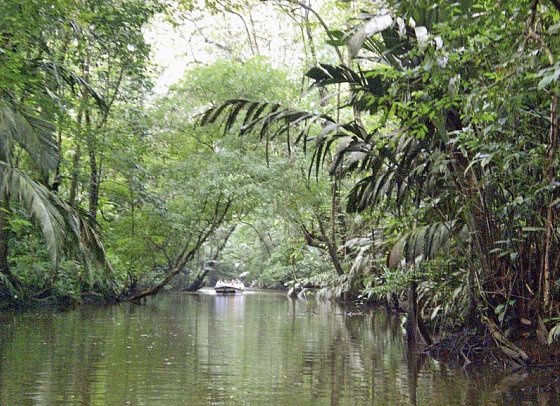Dschungelerlebnis Tortuguero - Kanäle im Tortuguero Nationalpark