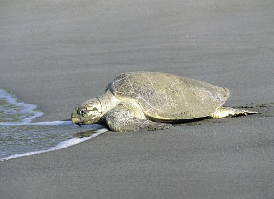 Dschungelerlebnis Tortuguero